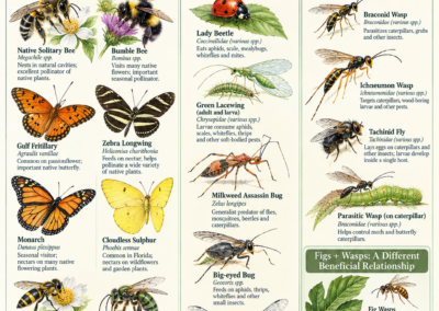 insects